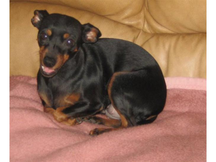 {{currentPhoto.altText}} billede {{currentPhoto.number}}