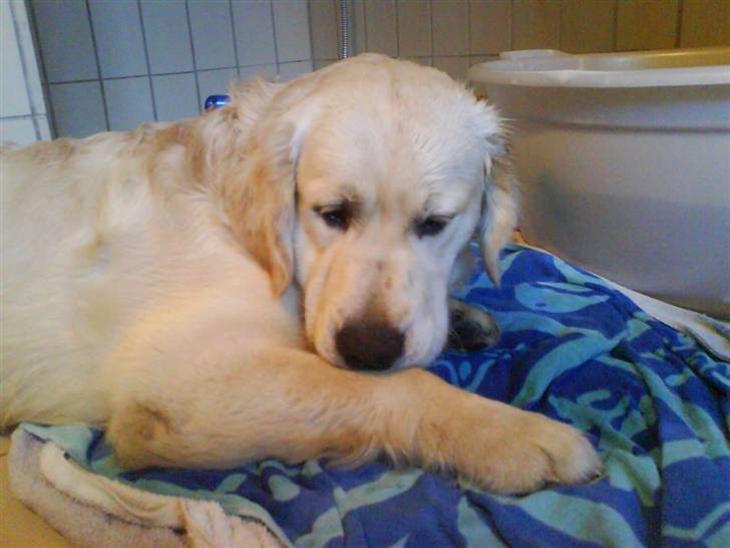 Golden retriever HUGO - konge ørnen...  billede 1