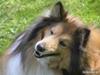 Shetland sheepdog mikkel  (DØD)