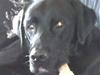 Labrador retriever Simba