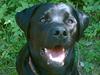 Labrador retriever Freja
