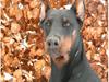 Dobermann iza Dobermann iza