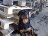 Rottweiler DINA