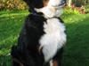 Berner sennenhund Frida R.I.P. [ Himmelhund]