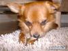 Chihuahua Samson