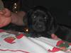 Labrador retriever Aqita