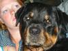 Rottweiler bongo R.I.P