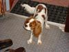 Cavalier king charles spaniel alberte