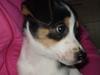 Dansk svensk gaardhund Frække Frida