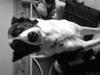 Border collie Dundee