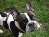 Fransk bulldog Bertha