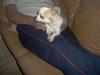 Chihuahua Fie