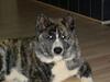 Akita inu sakura