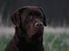 Labrador retriever Baloo