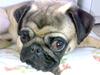 Mops Louis