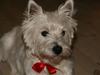 West highland white terrier Laks SOLGT