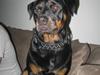 Rottweiler Kiki