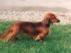 Gravhund Indy *død* R.I.P