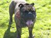 Engelsk bulldog Vincent    *RIP*  2009