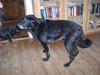 Blanding af racer Meeko R.I.P.  [ Himmelhund]