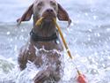 Weimaraner Aica Silver Hunters Aslan