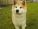 Akita inu sheila
