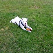 Amerikansk bulldog Sharp