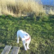 Amerikansk bulldog Sharp