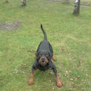 Rottweiler Qudo *Rip*