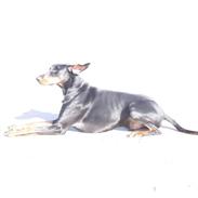 Dobermann Mikkel