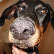Dobermann Mikkel