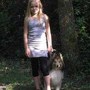 Shetland sheepdog mikkel (DØD)