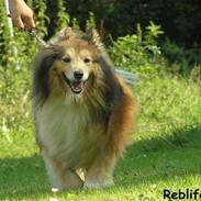 Shetland sheepdog mikkel (DØD)