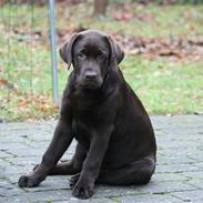 Labrador retriever Balder