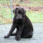 Labrador retriever Balder