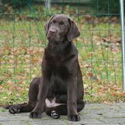 Labrador retriever Balder