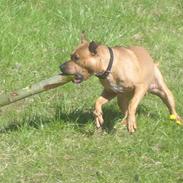 Amerikansk staffordshire terrier Boss