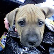 Amerikansk staffordshire terrier Boss