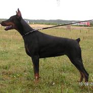 Dobermann iza