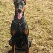 Dobermann iza