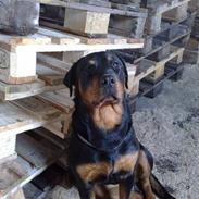 Rottweiler DINA