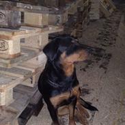 Rottweiler DINA