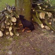 Rottweiler DINA