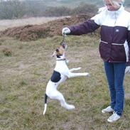 Jack russell terrier * Tyson *