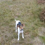 Jack russell terrier * Tyson *