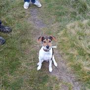 Jack russell terrier * Tyson *