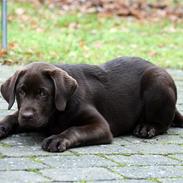 Labrador retriever Balder