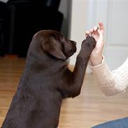 Labrador retriever Balder