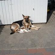 Papillon soffi