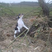 Dansk svensk gaardhund Hanna